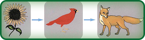 what eats a bird in a food chain