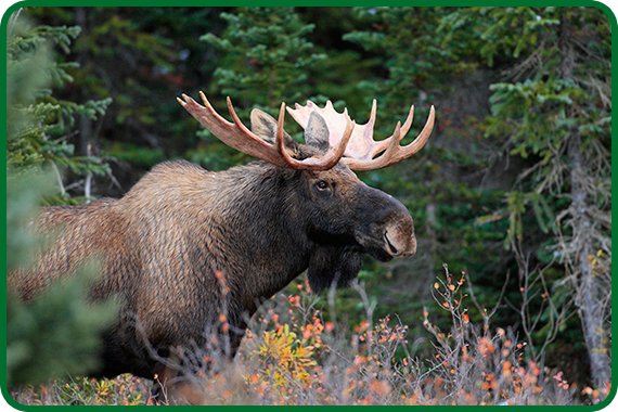 A bull moose is one of many animals that live in the boreal forest in northern Alberta, Canada.