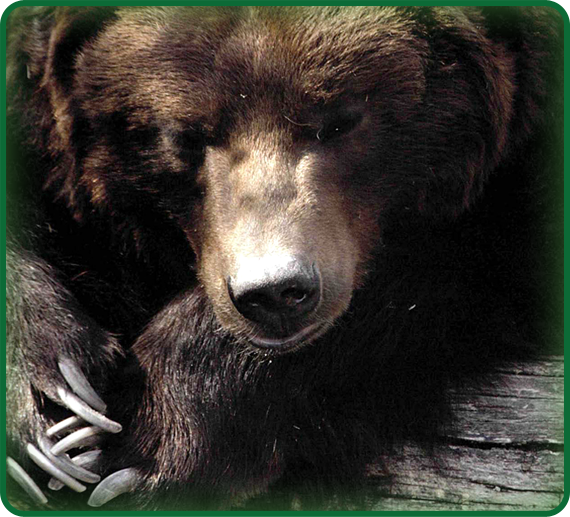 Most brown bears, like the one shown here, sleep through winter. Most polar bears stay active throughout winter.