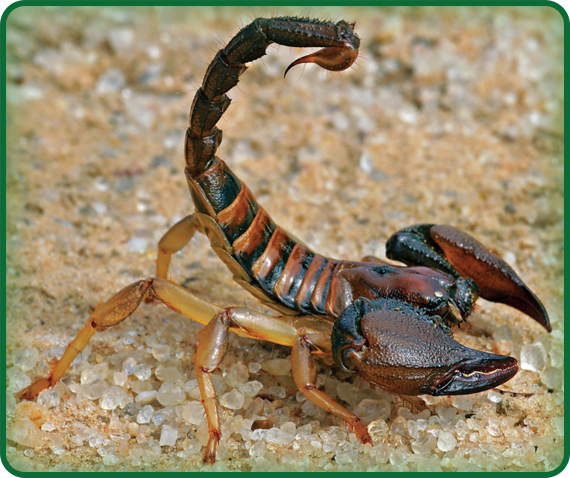 Scorpions have stingers at the ends of their tails. These arachnids often curl their tails above their bodies to scare off animals that want to eat them.