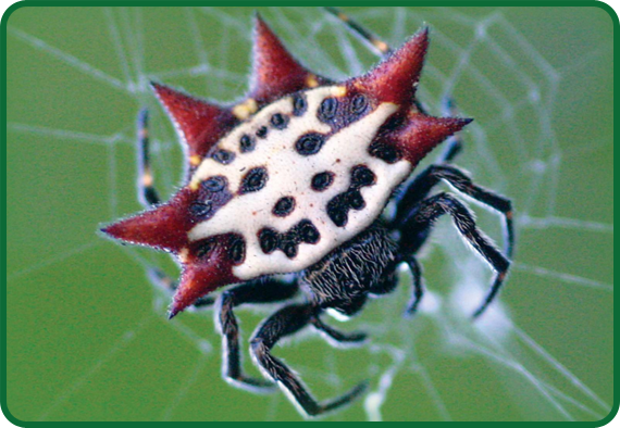 This is a spiny orb weaver spider, also called a jewelled spider. This spider uses its wheel-like web to catch bugs.