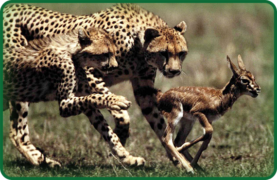 Cheetahs sneak close to prey. Then they use their speed to catch the animal.