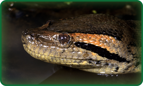 You can see that the eyes and nose of the green anaconda are nearer the top of its head than on other boas. This huge aquatic snake can take down prey as large as a crocodile!