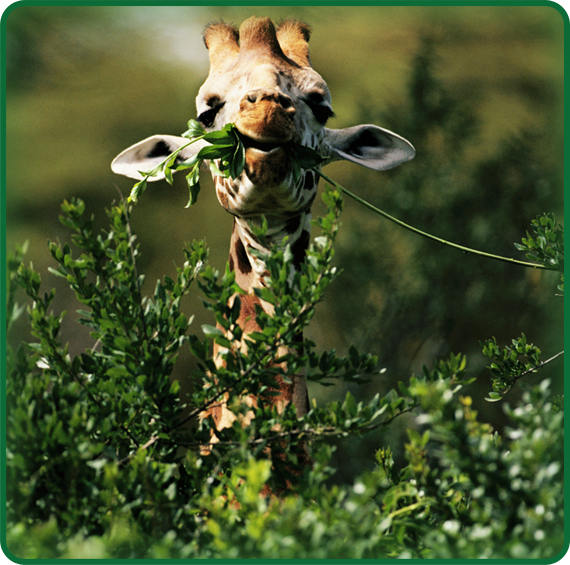 We call animals that eat plants herbivores. Giraffes are herbivores. Here you can see a giraffe enjoying his afternoon meal of leaves from a tree!