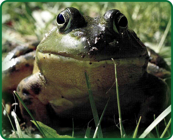 Frogs are animals that need wetlands to live. They lay their eggs in water, and the tadpoles that hatch live in the water.