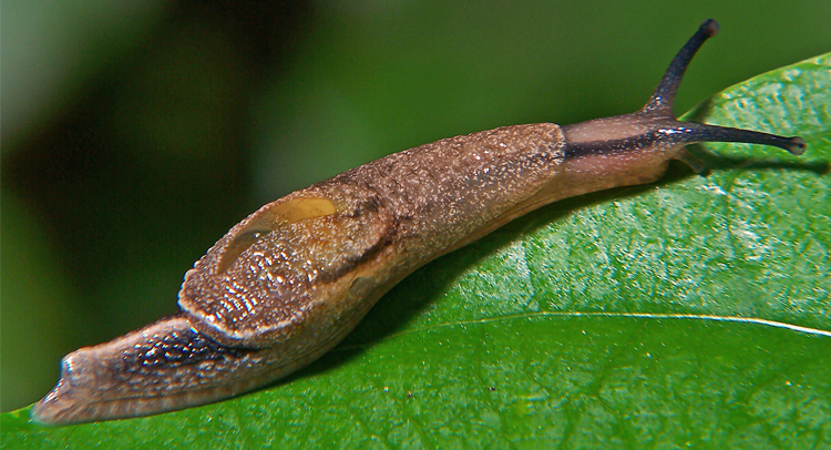 Backyard Food Chains Powerknowledge Life Science