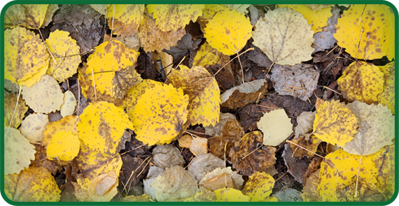 Decomposers break down dead plants and animals, like the dead leaves shown here. Decomposers make it possible for new plants to grow and new food chains to begin.