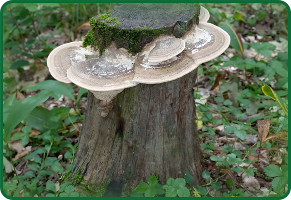 Featured image of post Pics Of Decomposers Want to discover art related to decomposers