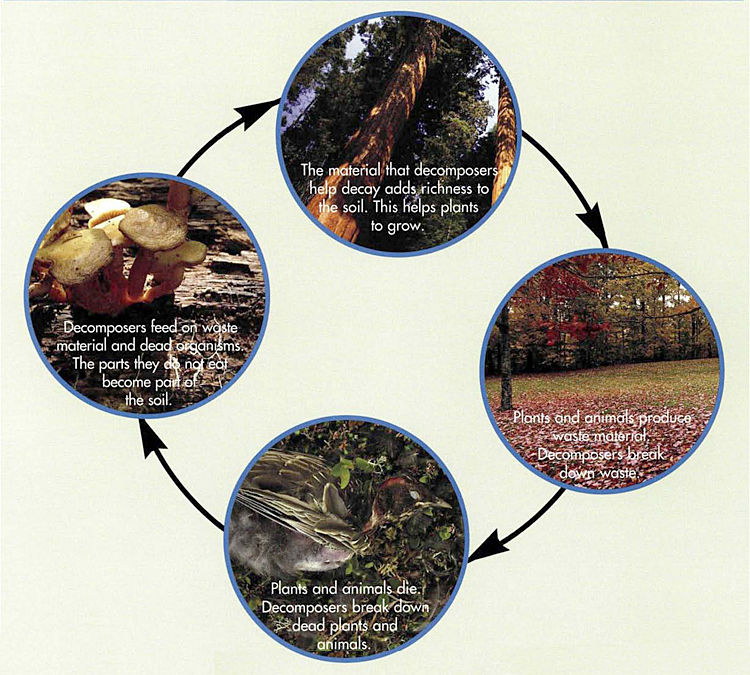 Food Chains and Webs with Graphic Organizers Biology Diagrams