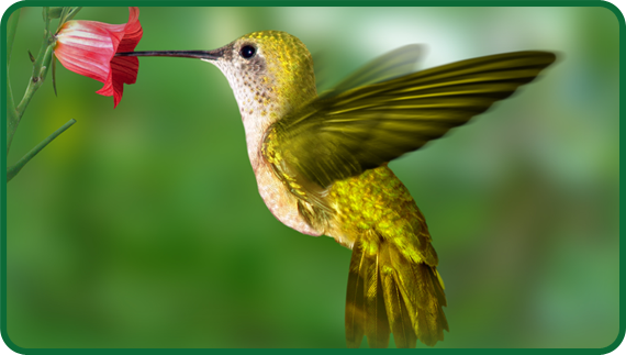 Hummingbirds have very long, thin beaks. They use their beaks to reach into the center of flowers and drink nectar.