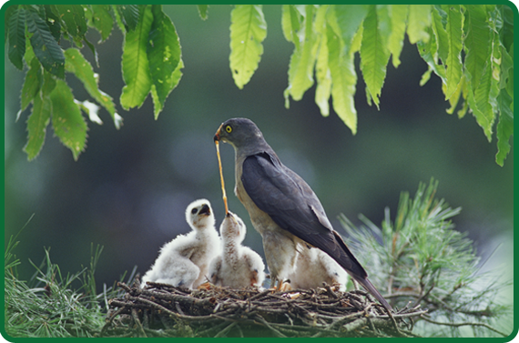 A forest is a good habitat for many birds to raise a family. It supplies food and trees, in which birds can build nests to keep their babies safe.