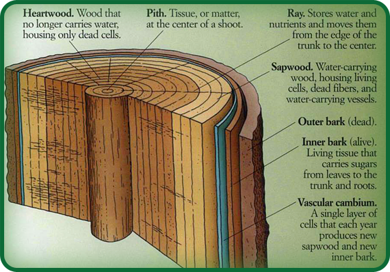 This drawing shows the inside of an oak’s trunk.