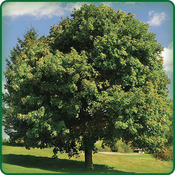 You likely see big, green, leafy trees, like this one, all the time. Did you ever stop to wonder why leaves look green, though?