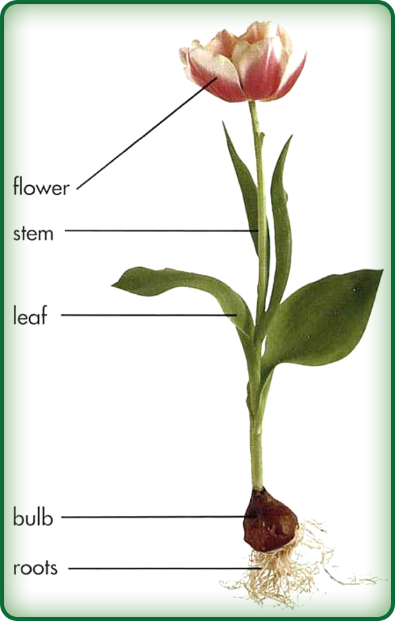 Луковица тюльпана биология. Строение стебля тюльпана. Строение тюльпана схема. Тюльпан части растения.