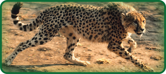 Cheetahs run so fast that they can reach a speed of forty-five miles (72 km) an hour in two seconds!