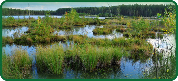 Bogs are wetlands that hold rainwater. Some bogs have been around for thousands of years.