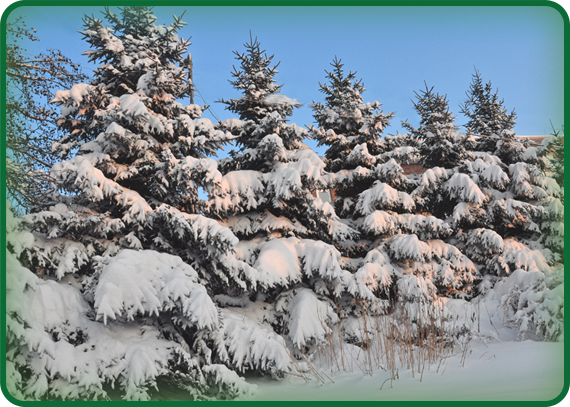 Coniferous Trees