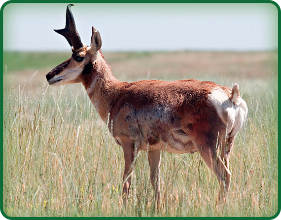This is a pronghorn antelope. Pronghorns are tan, and they have white markings on their heads and necks.