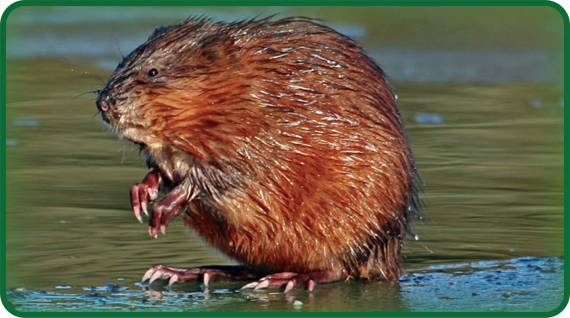 This muskrat is sitting on some thin ice in a wetland. A muskrat’s fur allows the muskrat to go into icy water to find underwater plants to eat