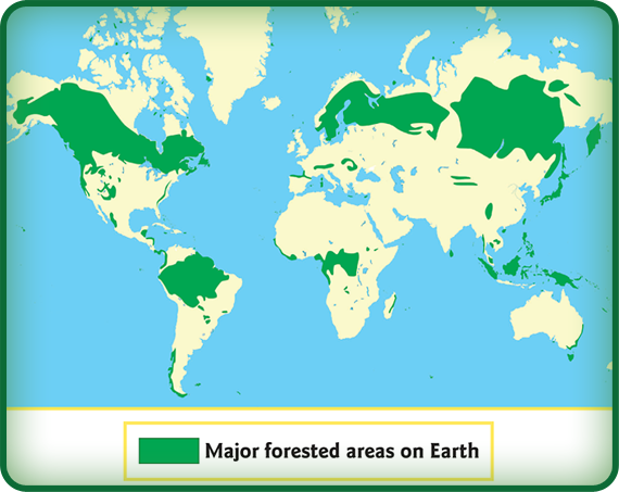 This map shows the main forests in the world in green. There are forests in other places, too, but this map shows the largest areas covered in forest.