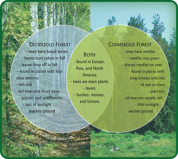 This Venn diagram shows how deciduous and coniferous forests are alike and different. The things that are alike are listed where the two circles overlap.