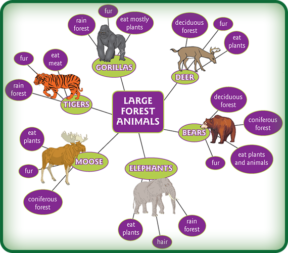 This cluster map shows facts about many large animals that live in forests. For example, the moose lives in coniferous forests, has fur, and eats plants.