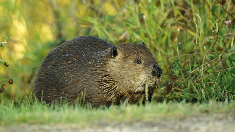 Beavers and Their Homes - PowerKnowledge Life Science