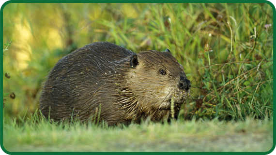 Beavers and Their Homes - PowerKnowledge Life Science