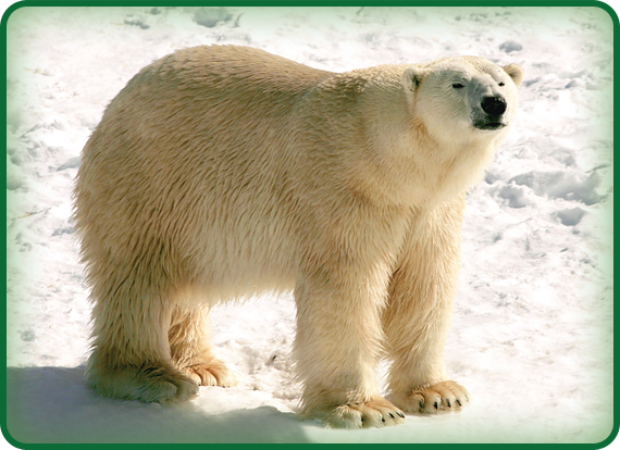 Though a polar bear’s thick coat makes the bear look white, the skin underneath it is black.