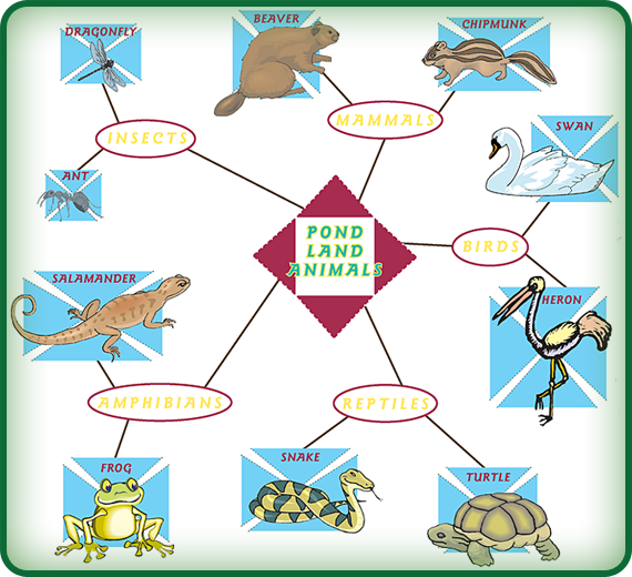 A classifying web is a great way to sort ideas and facts. Can you use this chart to help you name some animals that live in a pond habitat?