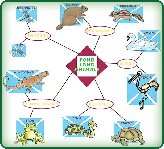 Pond Habitats Powerknowledge Life Science