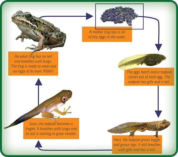 Cycle organizers are one way of showing something that happens over and over again. In this cycle chart, we see the stages, or steps, in a frog’s life.